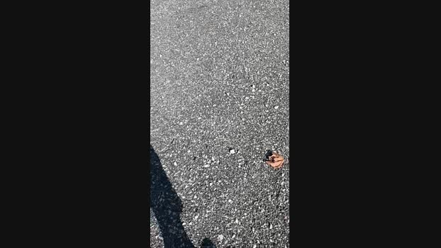 marcoroma57  03-09-2023 Recorded Video bigtoys